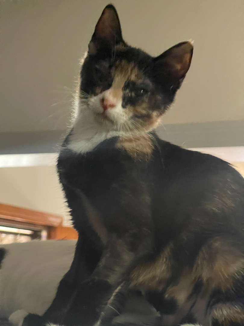 Rose , a Adoptable mixed breed in Bell Gardens, CA image 2/3