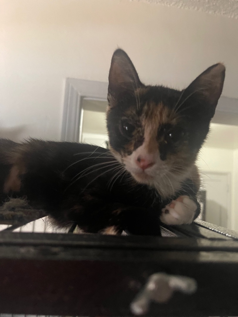 Rose , a Adoptable mixed breed in Bell Gardens, CA image 3/3