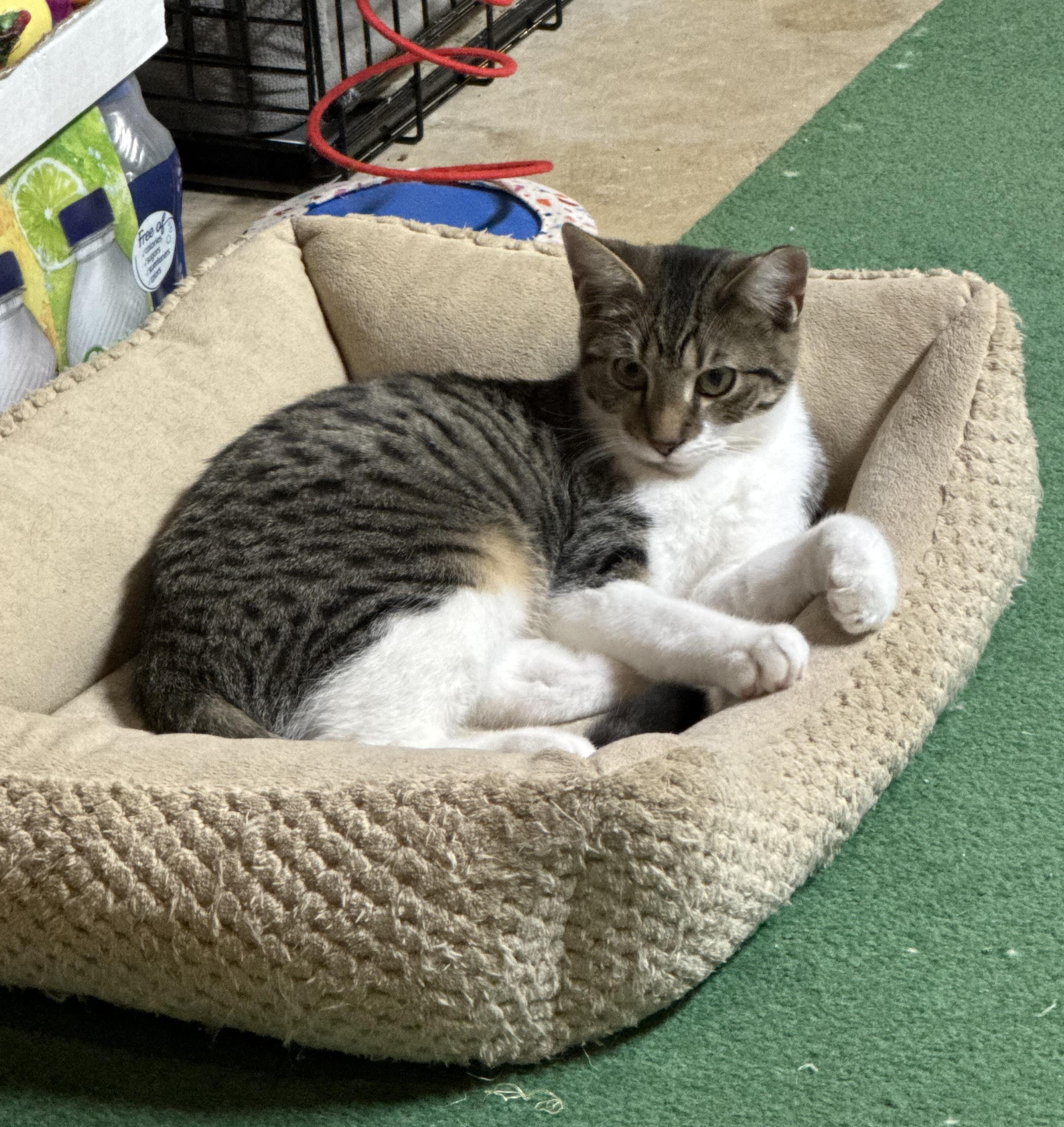 Marvel, a Adoptable mixed breed in Massillon, OH image 4/6