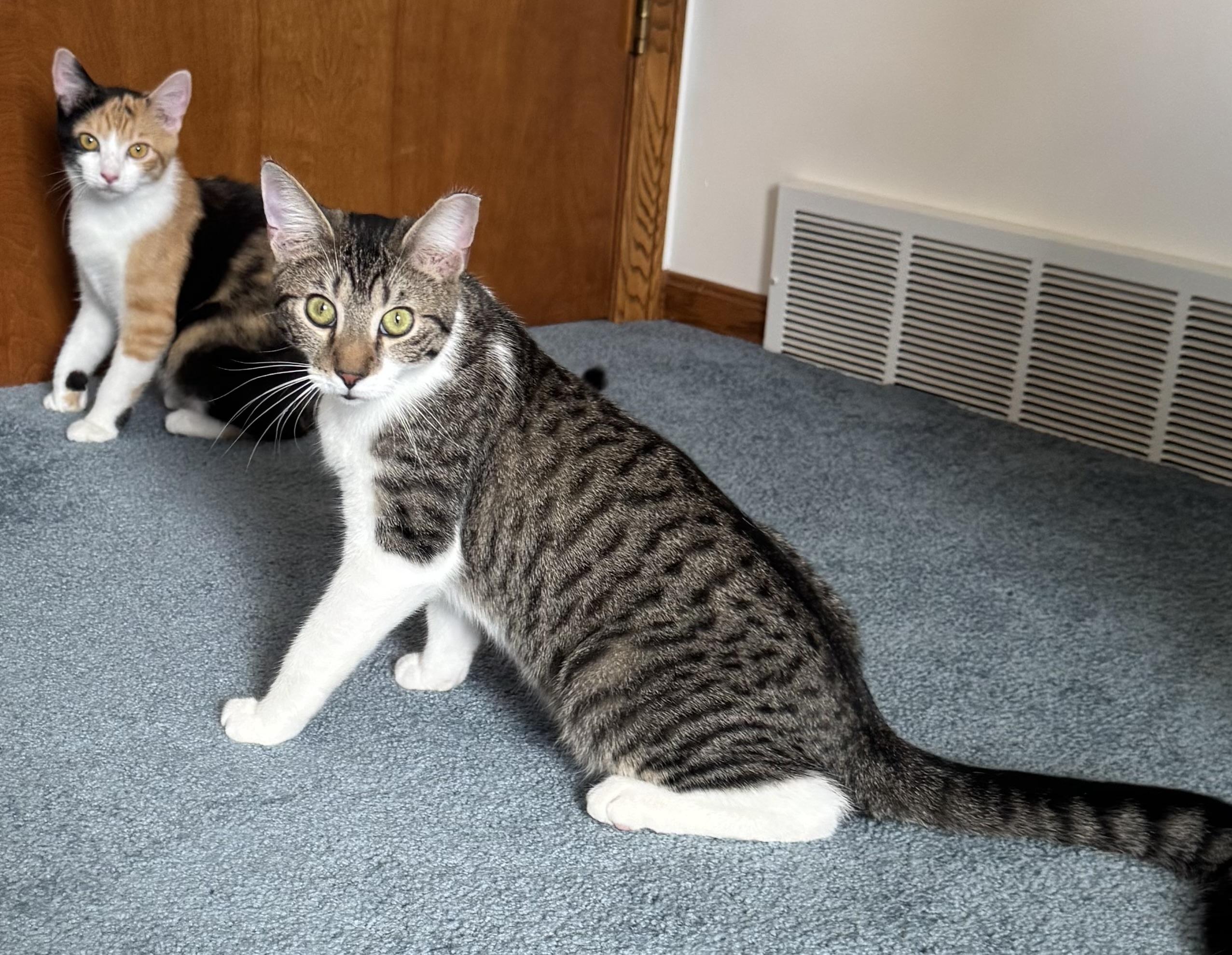 Marvel, a Adoptable mixed breed in Massillon, OH image 5/6