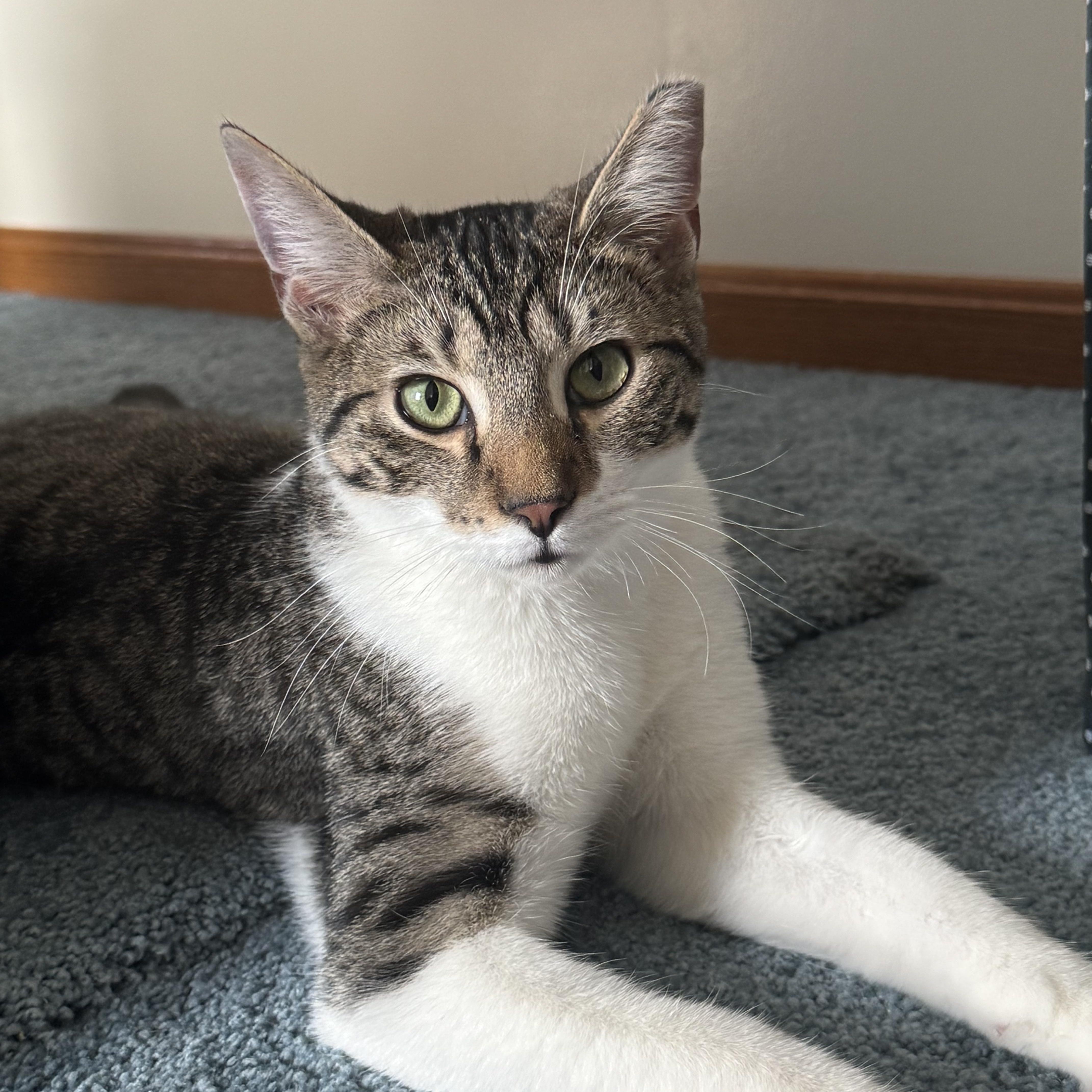 Marvel, a Adoptable mixed breed in Massillon, OH image 2/6