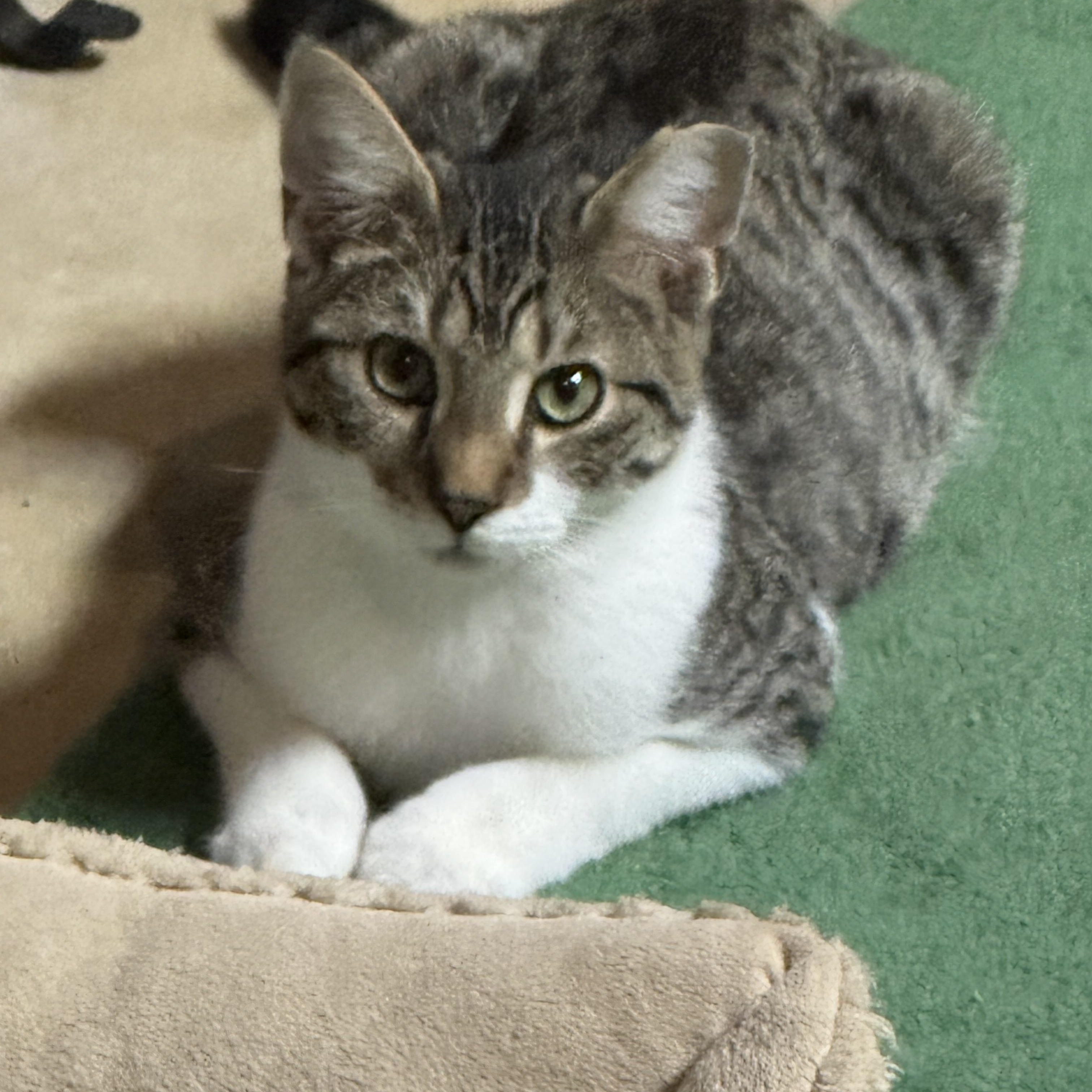 Marvel, a Adoptable mixed breed in Massillon, OH image 6/6