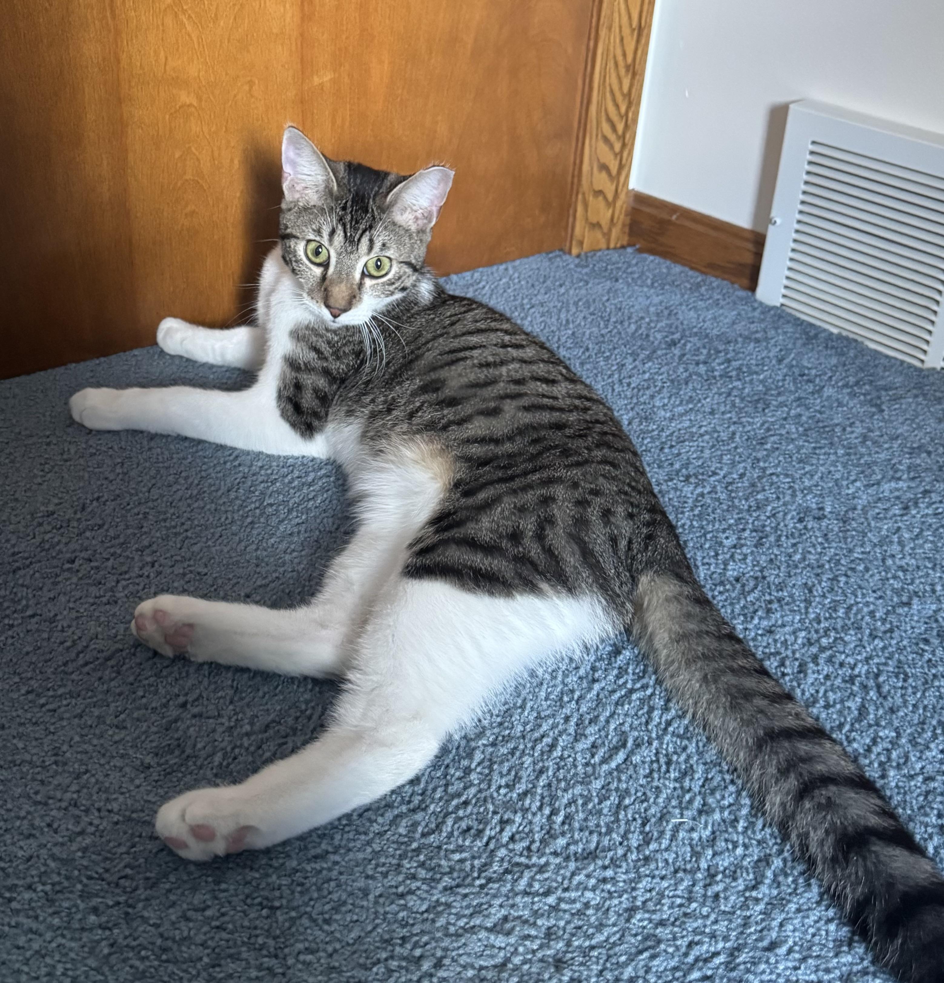 Marvel, a Adoptable mixed breed in Massillon, OH image 3/6