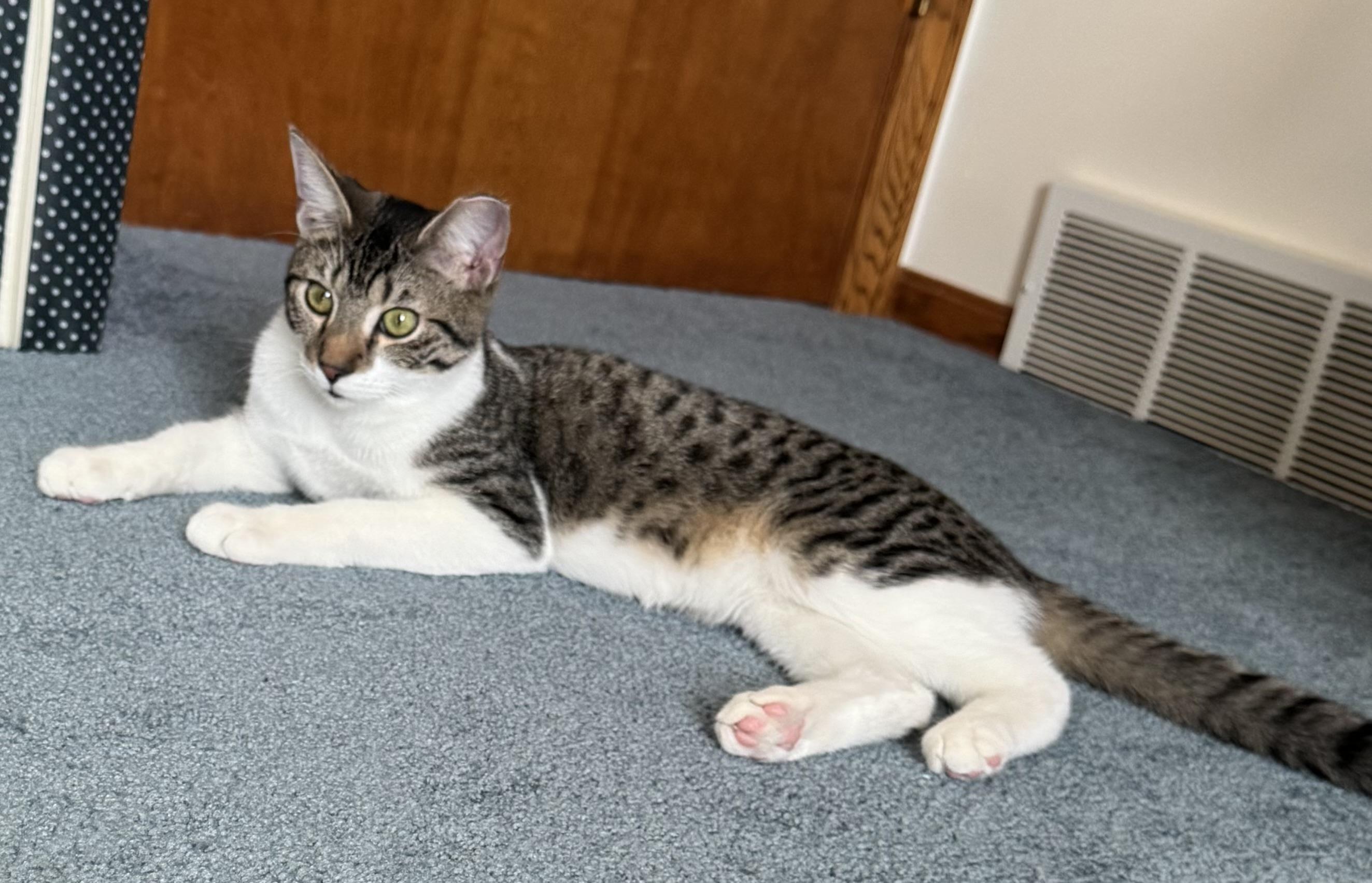 Marvel, a Adoptable mixed breed in Massillon, OH image 1/6