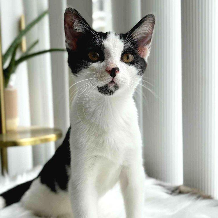 Oreo, Young Male Domestic Short Hair