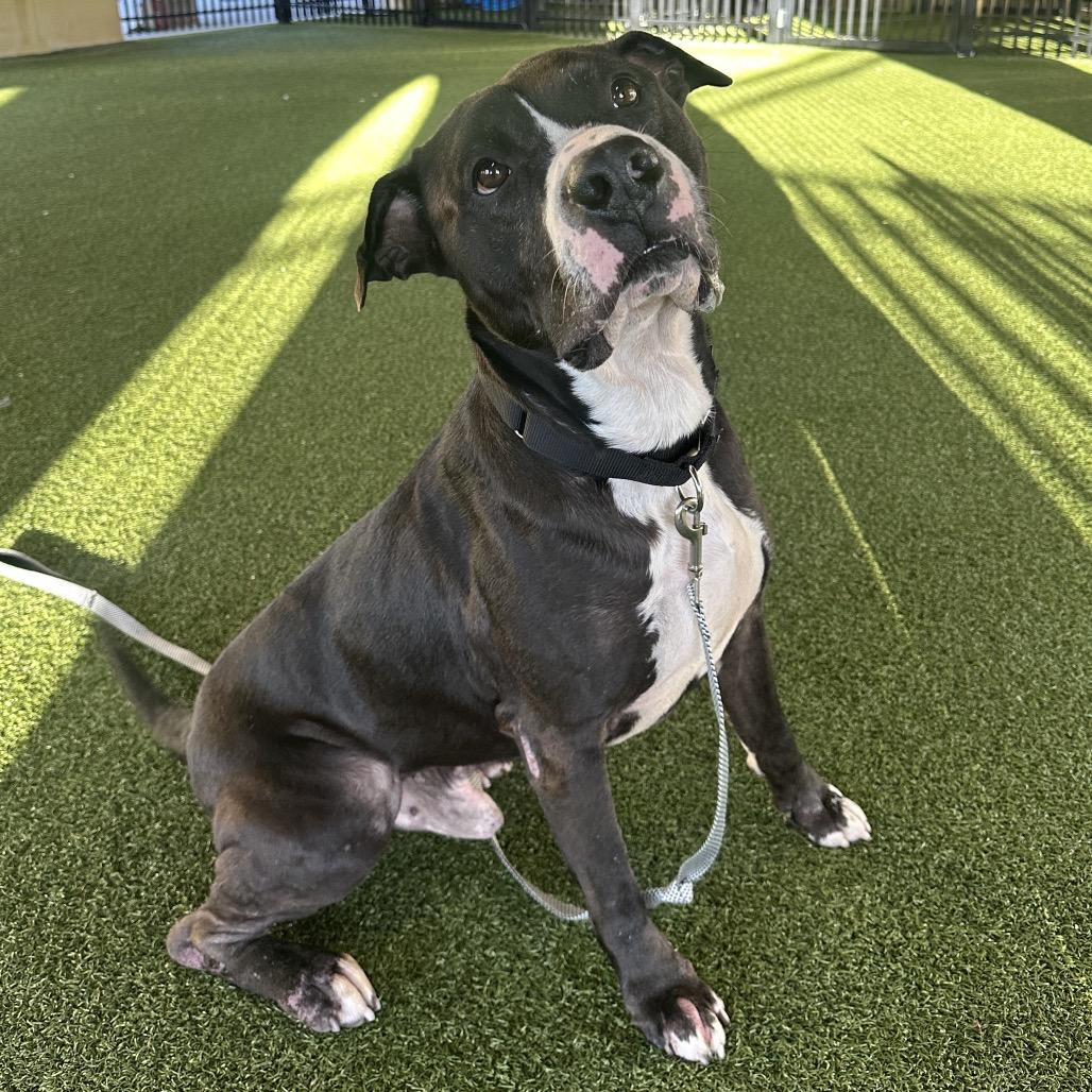Ham, Adoptable, Senior Male American Bulldog & Mixed Breed.