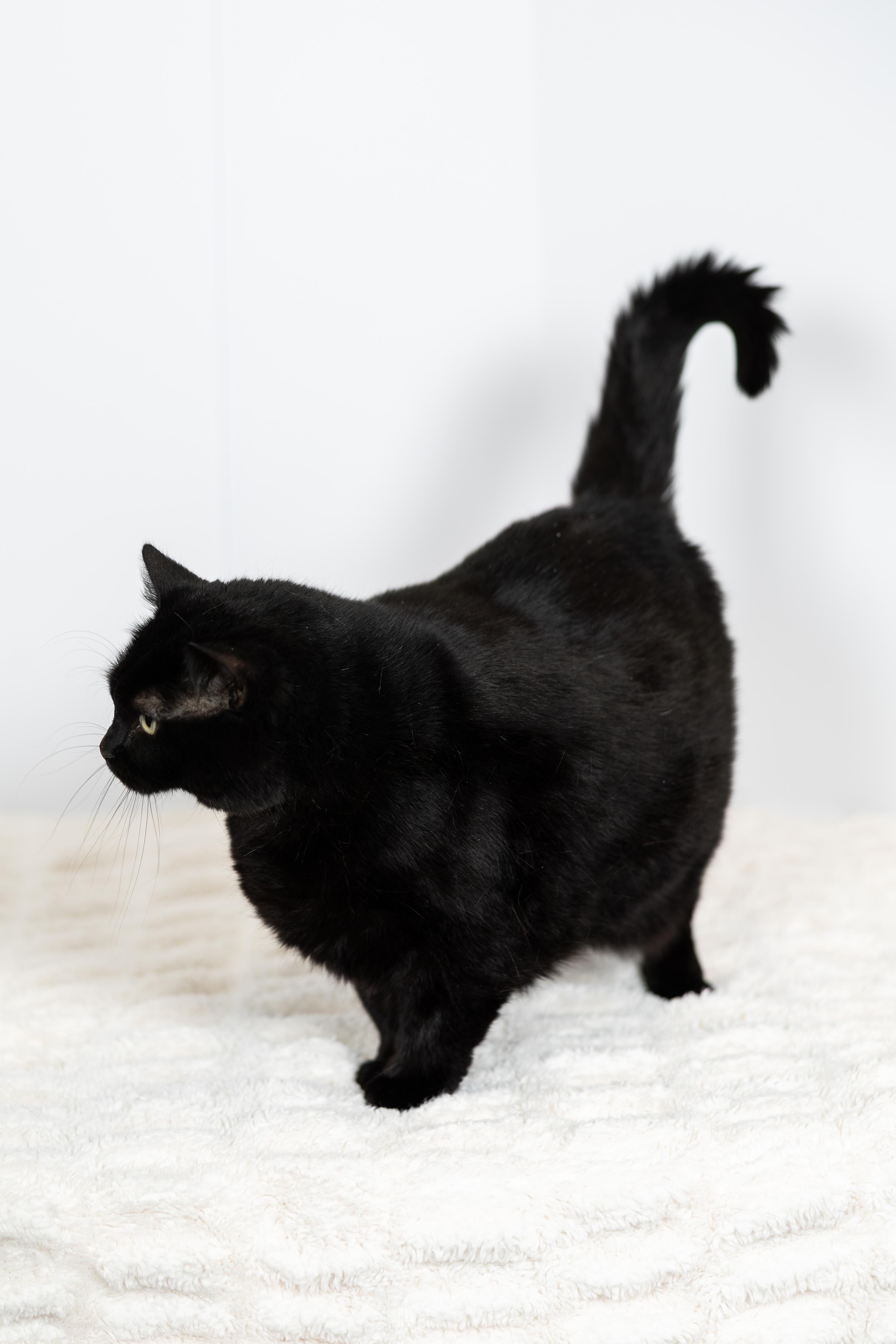 Amber, a ADOPTABLE Domestic Long Hair in Blair, NE image 2/2