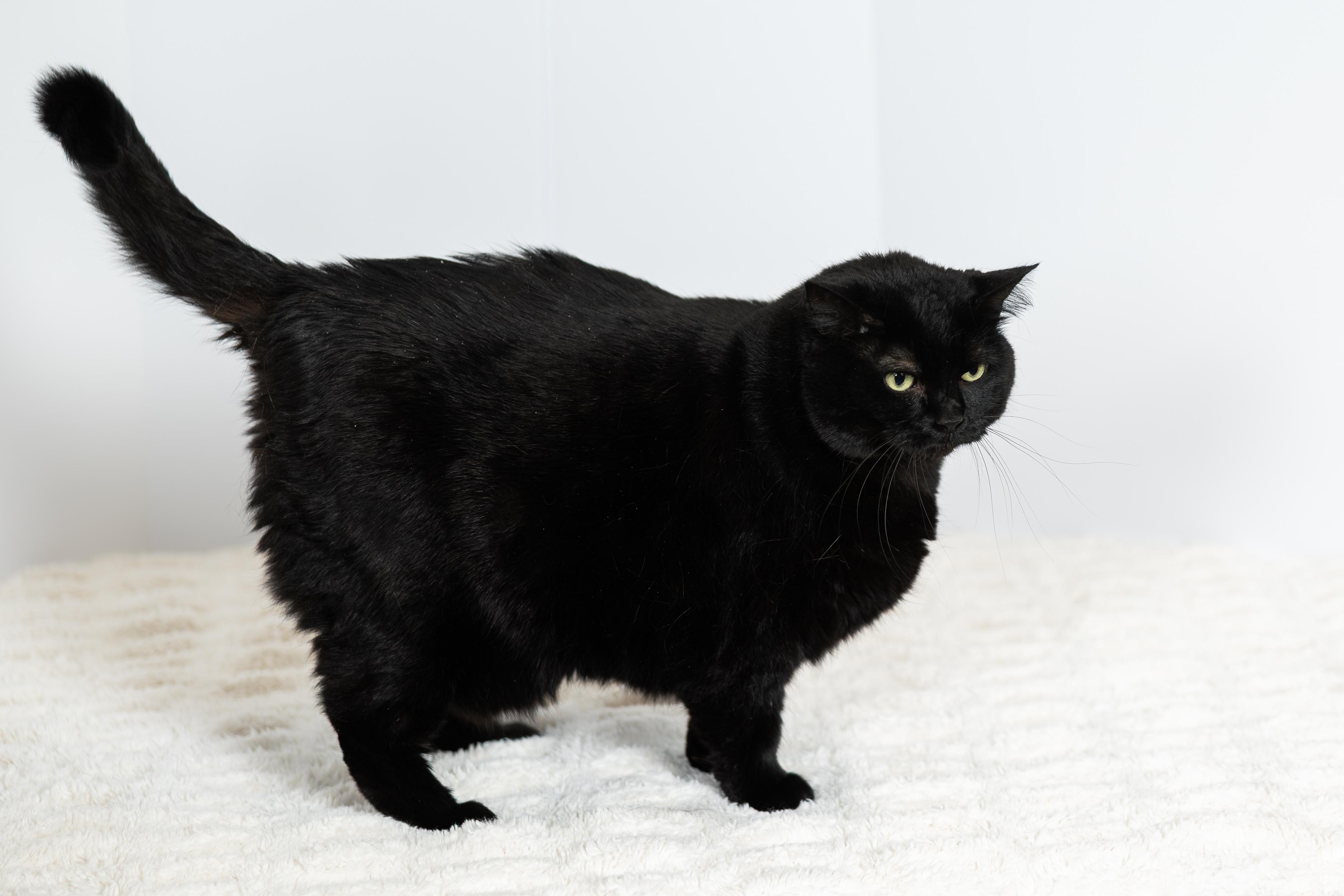 Amber, a ADOPTABLE Domestic Long Hair in Blair, NE image 1/2