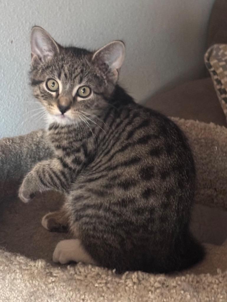 12/22/25 - Larry, Adopted, Kitten Male Domestic Short Hair.