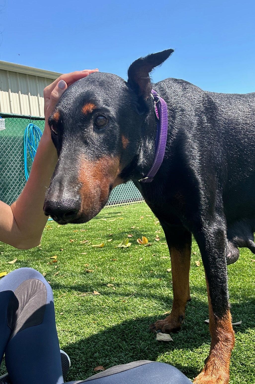 Enlarge Julie 3553, a Adoptable Doberman Pinscher in Oakland Park, FL image 1/3