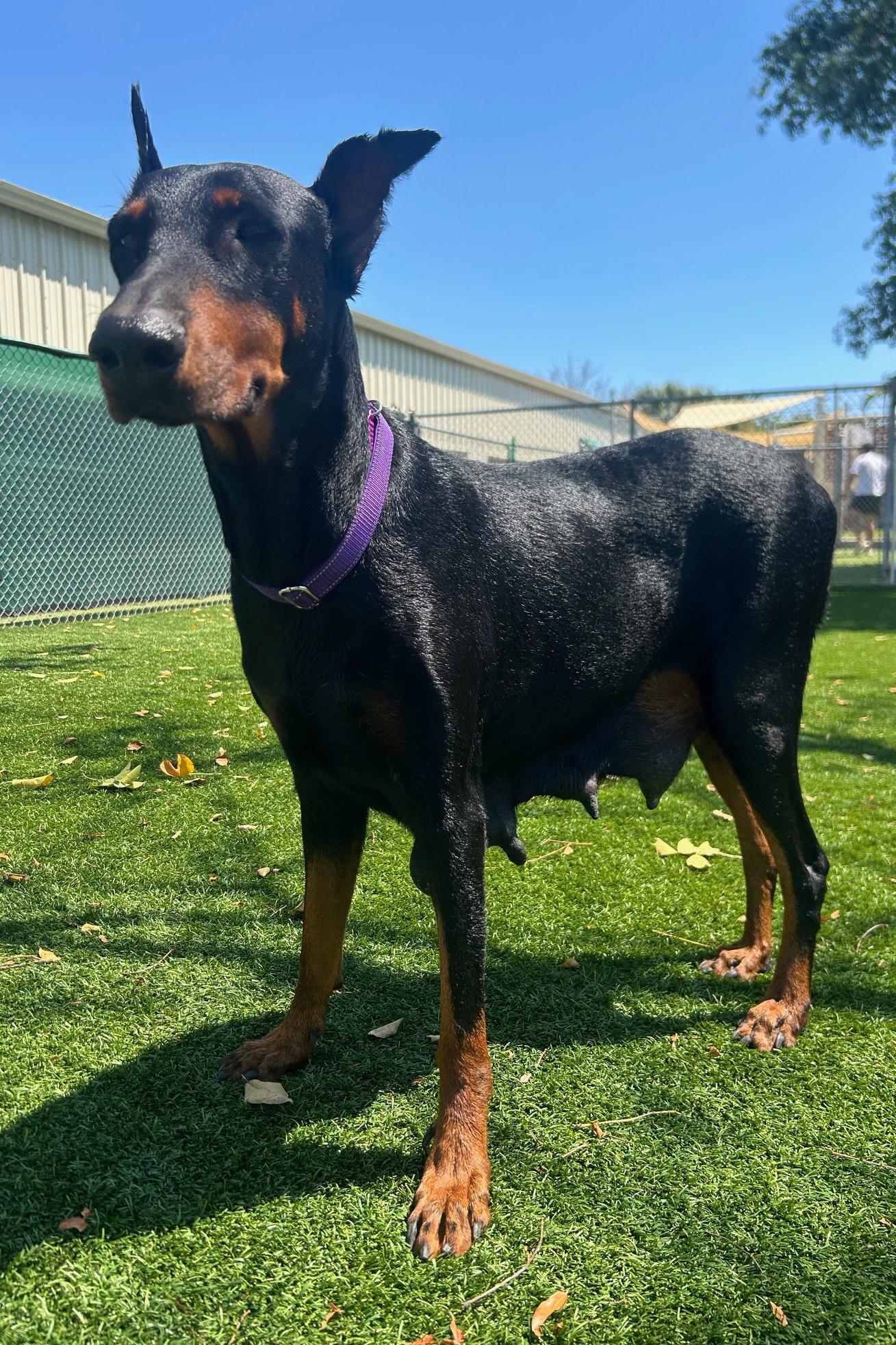 Enlarge Julie 3553, a Adoptable Doberman Pinscher in Oakland Park, FL image 2/3