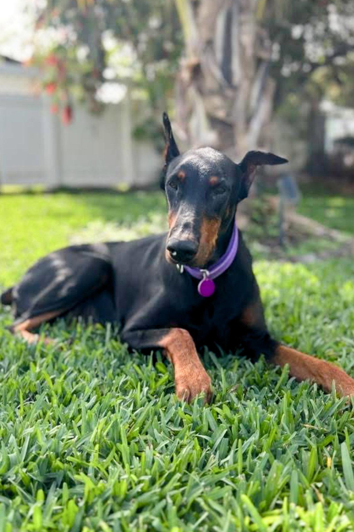 Julie 3553, Adoptable, Adult Female Doberman Pinscher.