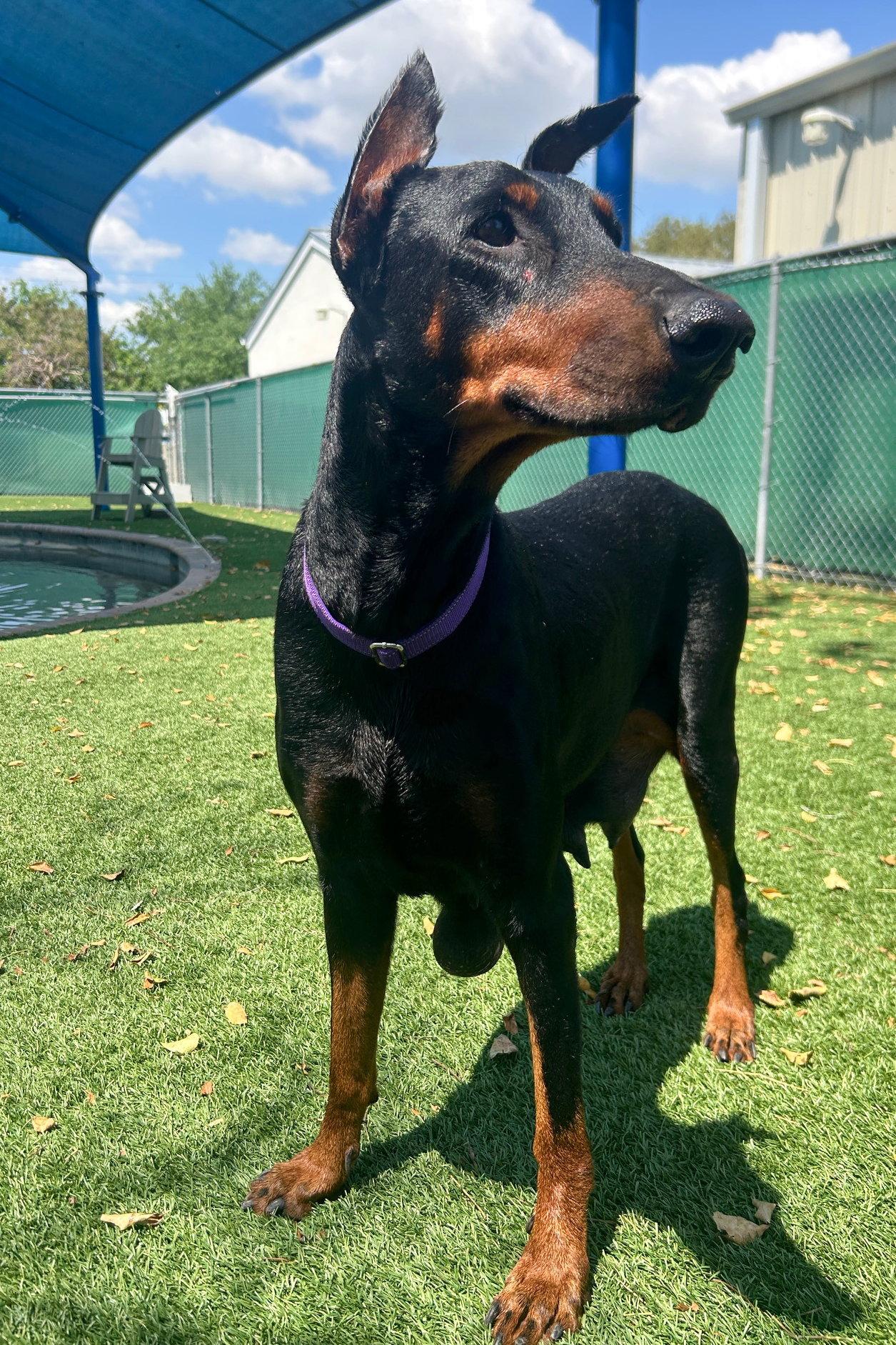 Enlarge Julie 3553, a Adoptable Doberman Pinscher in Oakland Park, FL image 3/3