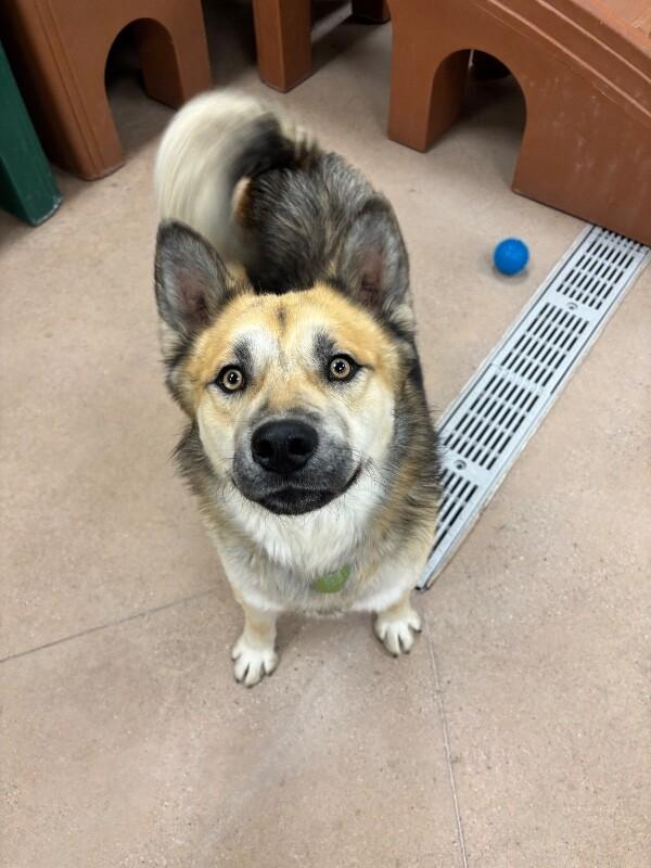 Mojo, Adoptable, Adult Male Husky & Mixed Breed.