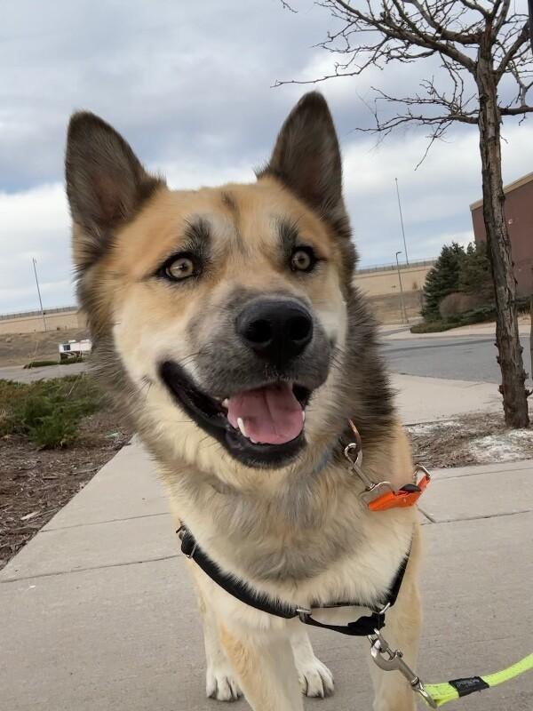 Enlarge Mojo, a Adoptable mixed breed in Westminster, CO image 2/6