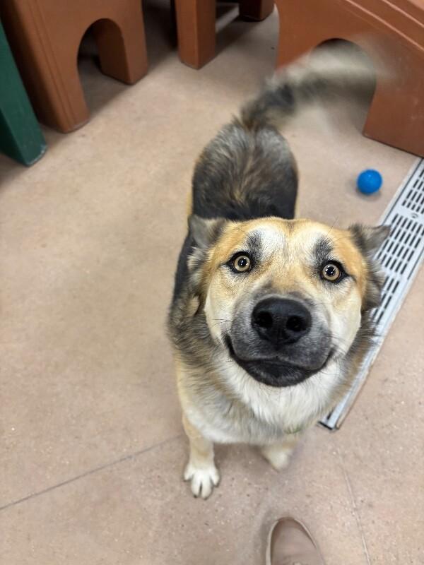 Enlarge Mojo, a Adoptable mixed breed in Westminster, CO image 3/6