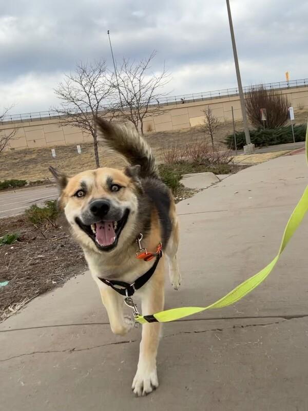 Enlarge Mojo, a Adoptable mixed breed in Westminster, CO image 4/6