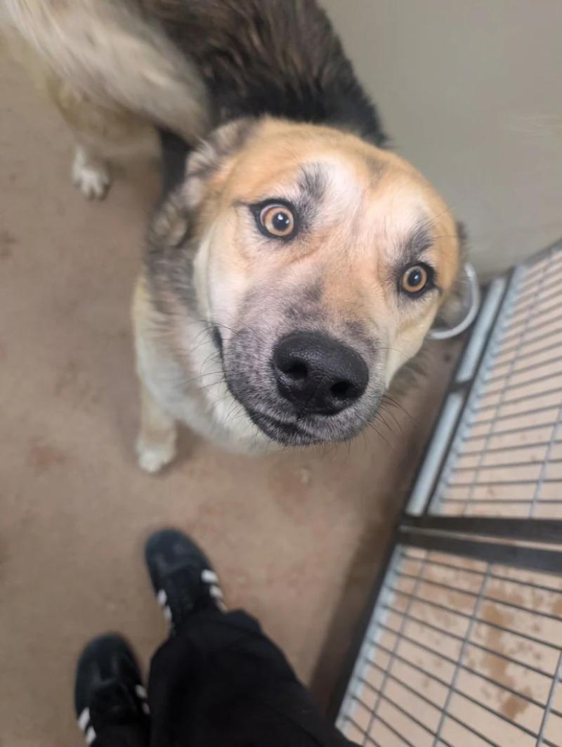 Enlarge Mojo, a Adoptable mixed breed in Westminster, CO image 5/6