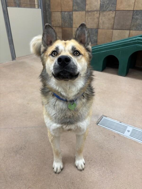 Enlarge Mojo, a Adoptable mixed breed in Westminster, CO image 6/6