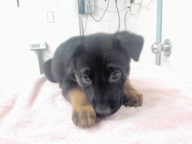 Enlarge KODIAK, a Adoptable German Shepherd Dog in Hayward, CA image 1/1