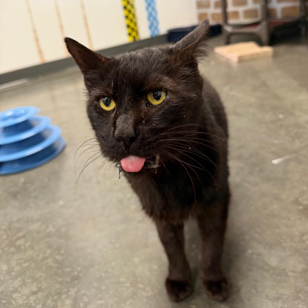 Mr Sir Edward, Adoptable, Adult Male Domestic Short Hair.