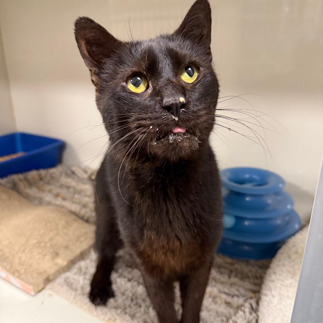 Enlarge Mr Sir Edward, a Adoptable Domestic Short Hair in Dickinson, TX image 2/4