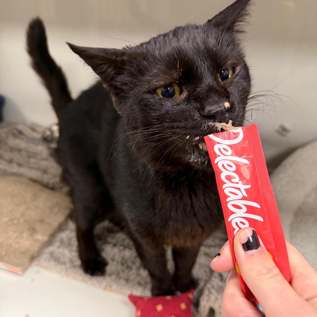 Enlarge Mr Sir Edward, a Adoptable Domestic Short Hair in Dickinson, TX image 3/4