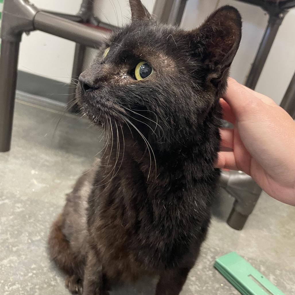 Enlarge Mr Sir Edward, a Adoptable Domestic Short Hair in Dickinson, TX image 4/4