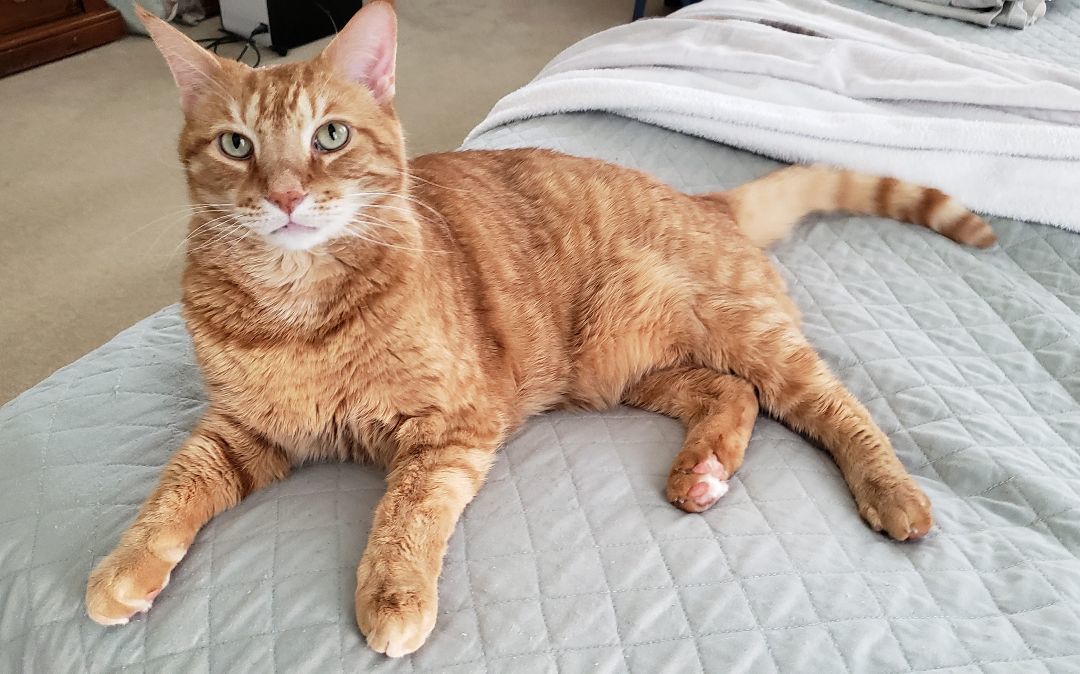 Romeo (CP), Adoptable, Senior Male Domestic Short Hair.