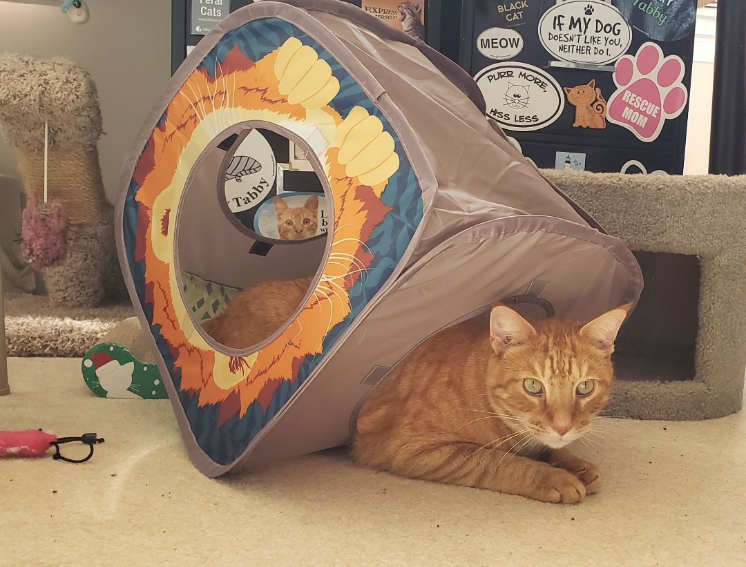 Enlarge Romeo (CP), a Adoptable Domestic Short Hair in Boiling Springs, PA image 2/6