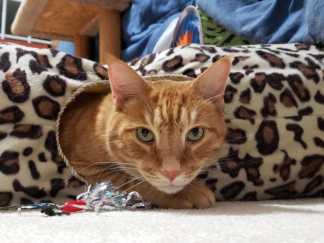 Enlarge Romeo (CP), a Adoptable Domestic Short Hair in Boiling Springs, PA image 3/6