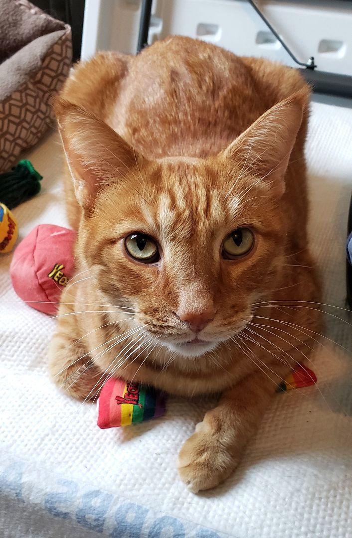 Enlarge Romeo (CP), a Adoptable Domestic Short Hair in Boiling Springs, PA image 4/6