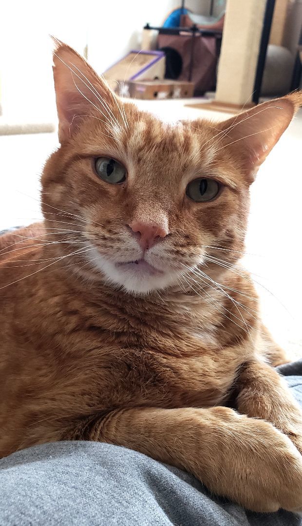 Enlarge Romeo (CP), a Adoptable Domestic Short Hair in Boiling Springs, PA image 5/6