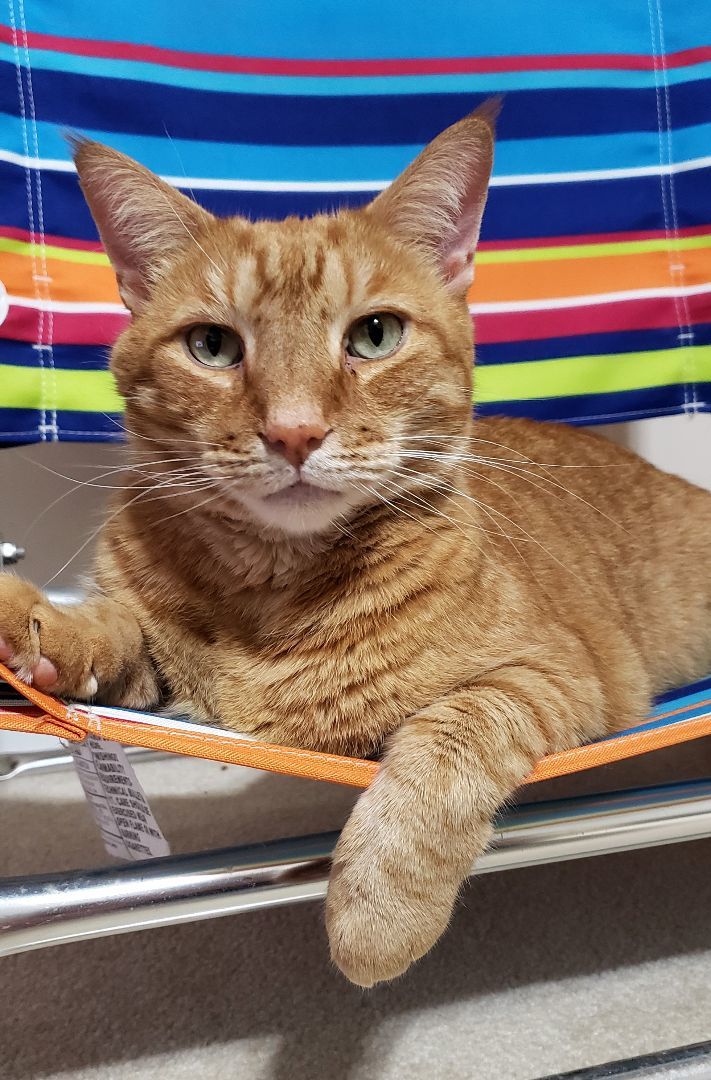 Enlarge Romeo (CP), a Adoptable Domestic Short Hair in Boiling Springs, PA image 6/6