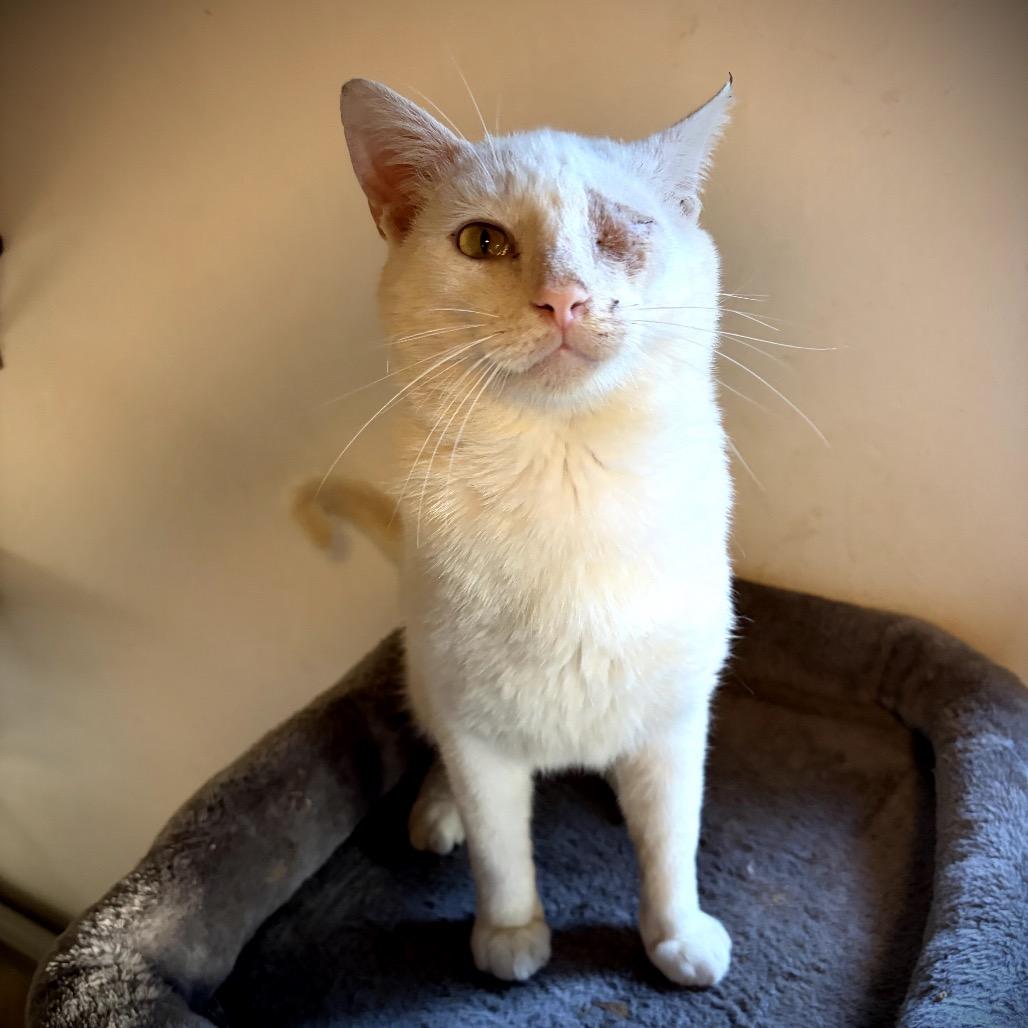 Zev, a Adoptable Domestic Short Hair in Juno Beach, FL image 1/2
