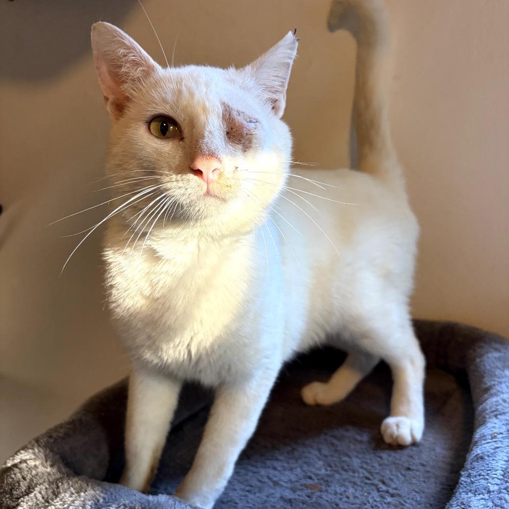 Zev, a Adoptable Domestic Short Hair in Juno Beach, FL image 2/2