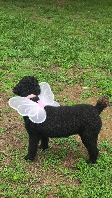 Enlarge Cocoa: Calm and Sweet, an adoptable Standard Poodle in Franklin, TN image 5/5