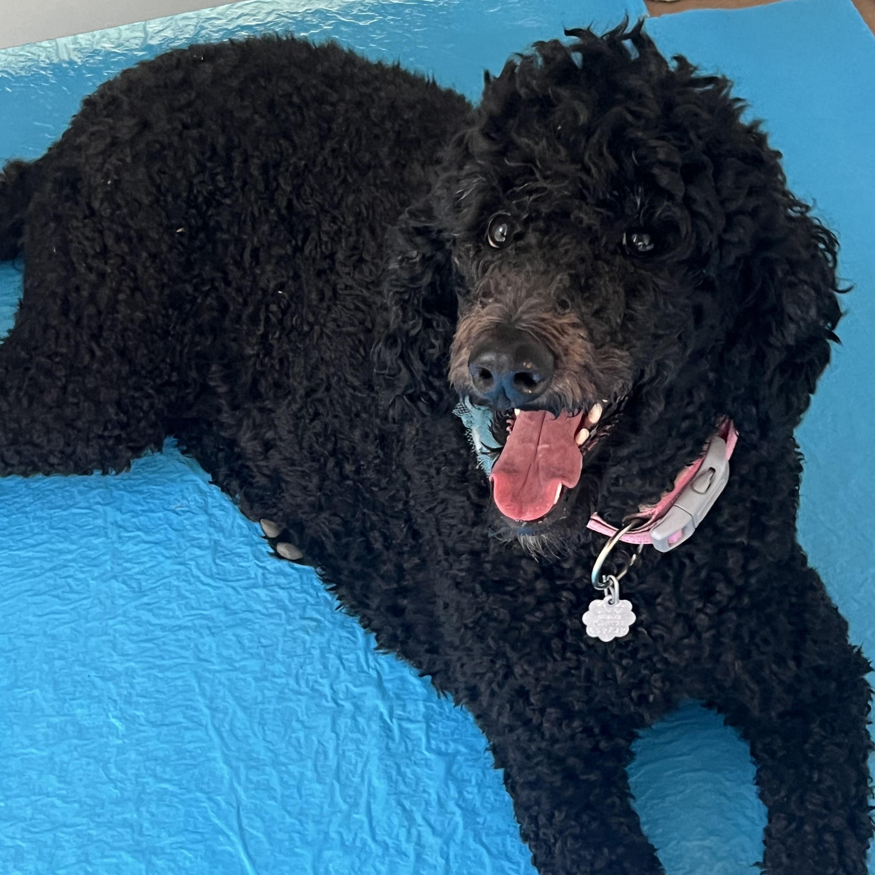 Enlarge Cocoa: Calm and Sweet, a ADOPTABLE Standard Poodle in Franklin, TN image 1/4