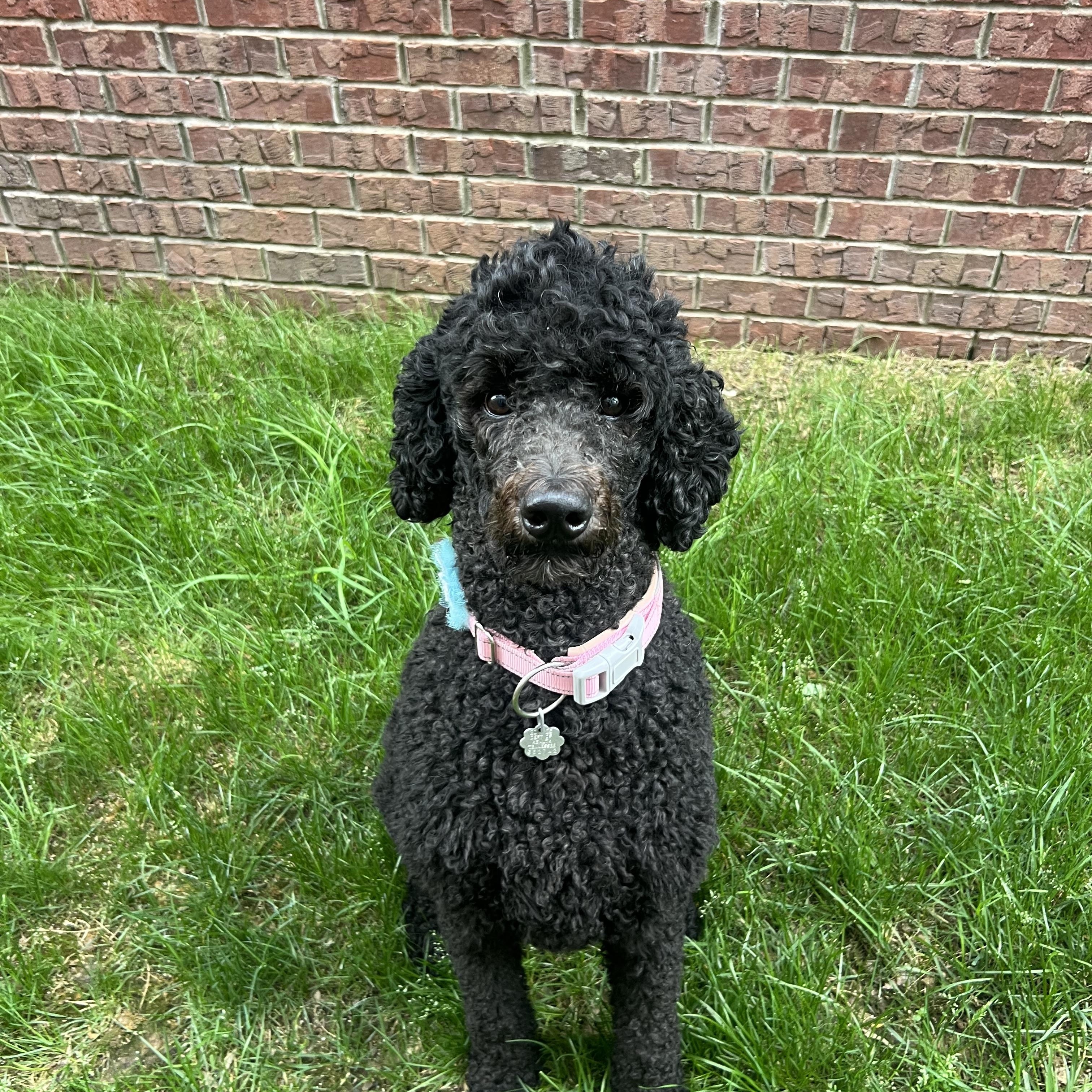 Enlarge Cocoa: Calm and Sweet, a ADOPTABLE Standard Poodle in Franklin, TN image 4/4