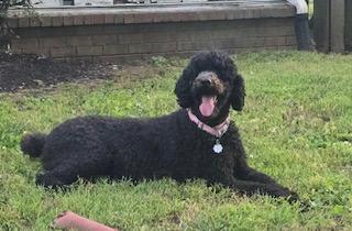 Enlarge Cocoa: Calm and Sweet, a ADOPTABLE Standard Poodle in Franklin, TN image 2/4