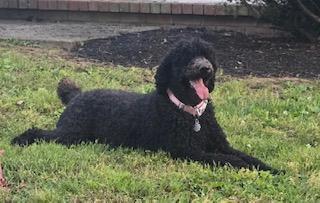 Enlarge Cocoa: Calm and Sweet, a ADOPTABLE Standard Poodle in Franklin, TN image 3/4
