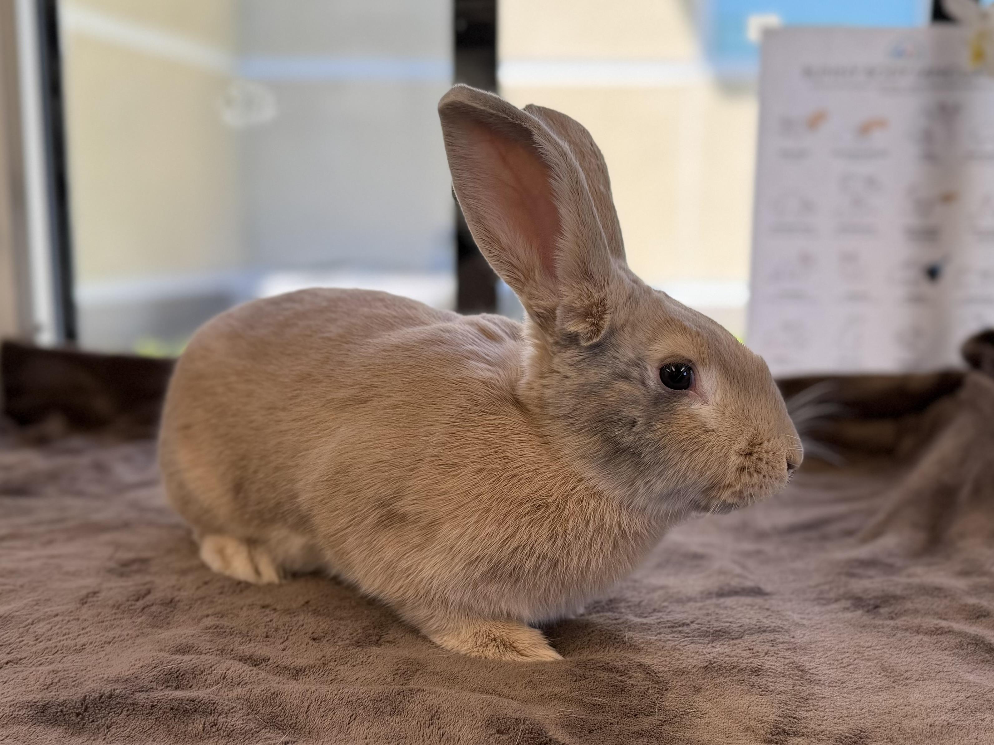 Enlarge Bogota, a Adoptable American in Mission Viejo, CA image 2/2