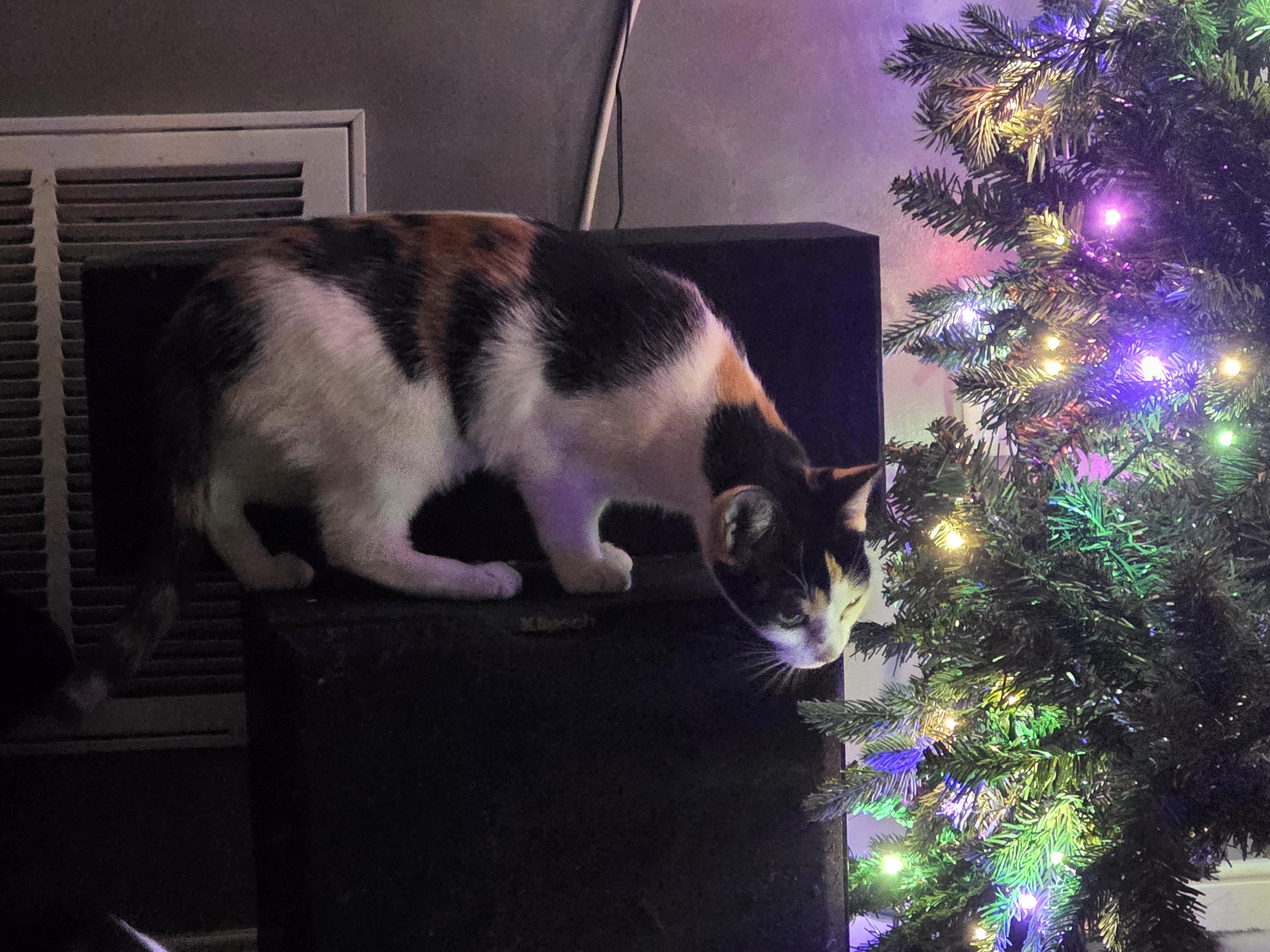 Enlarge Effie, a ADOPTABLE Calico in Richmond, VA image 3/6