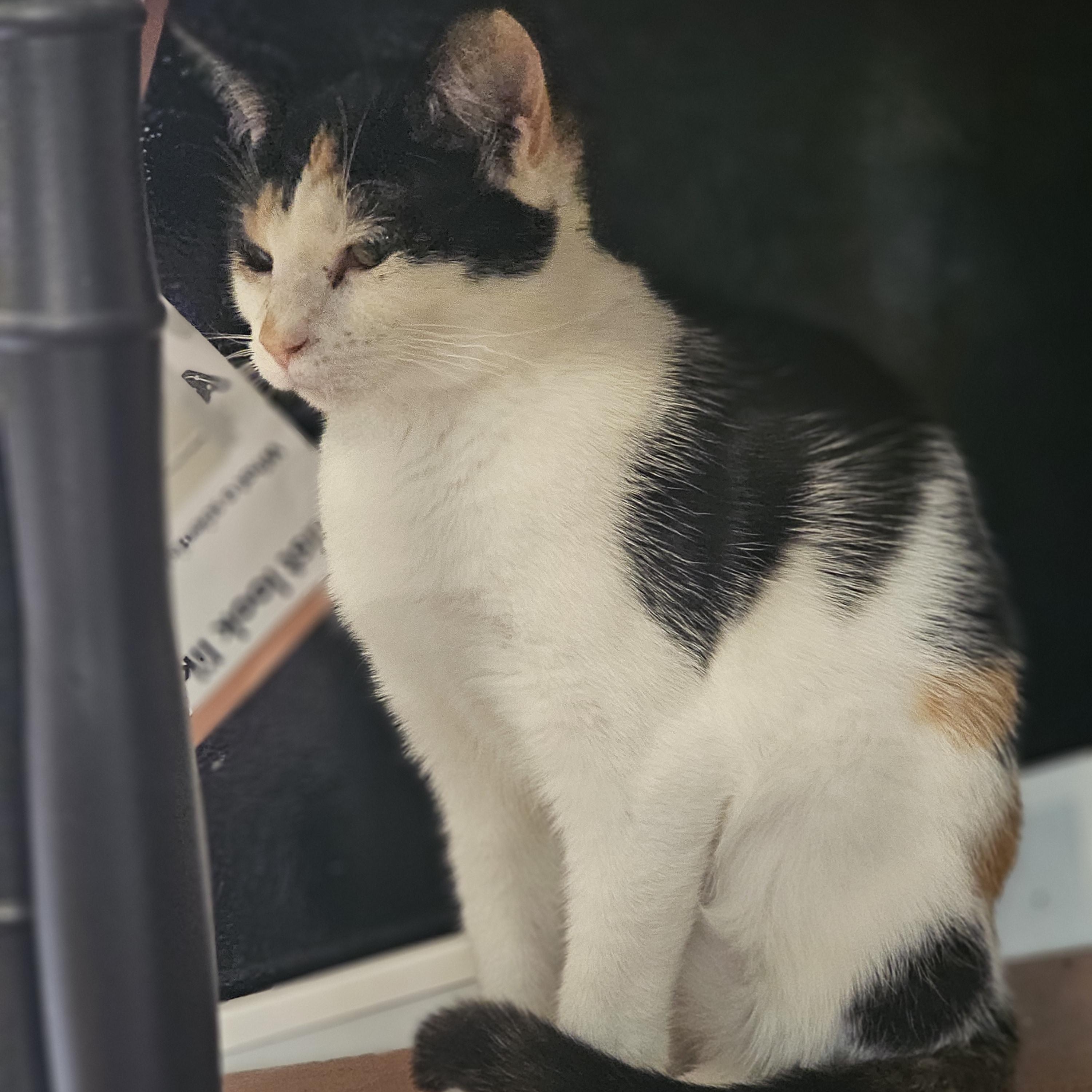 Enlarge Effie, a ADOPTABLE Calico in Richmond, VA image 1/6