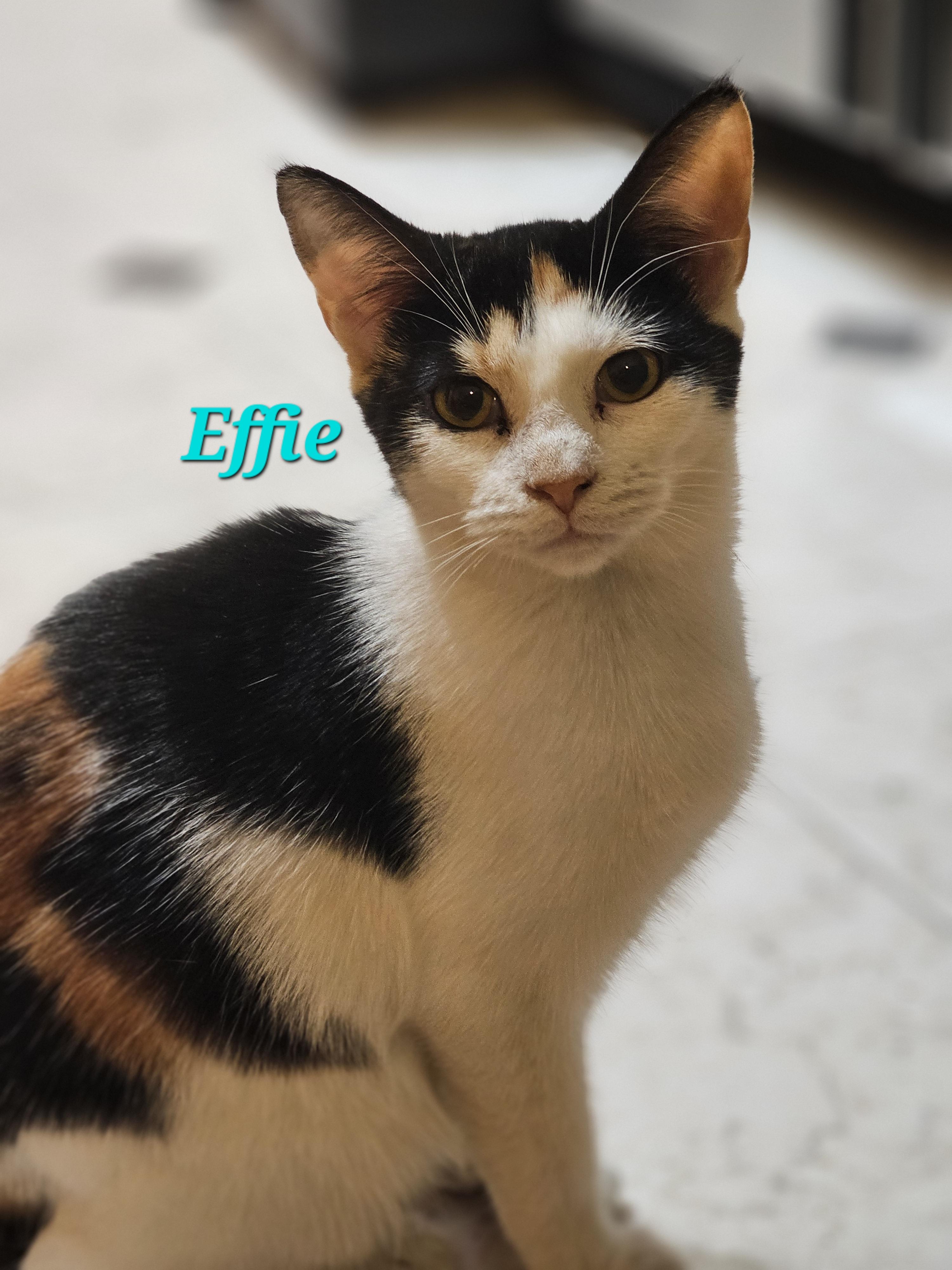 Enlarge Effie, a ADOPTABLE Calico in Richmond, VA image 4/6