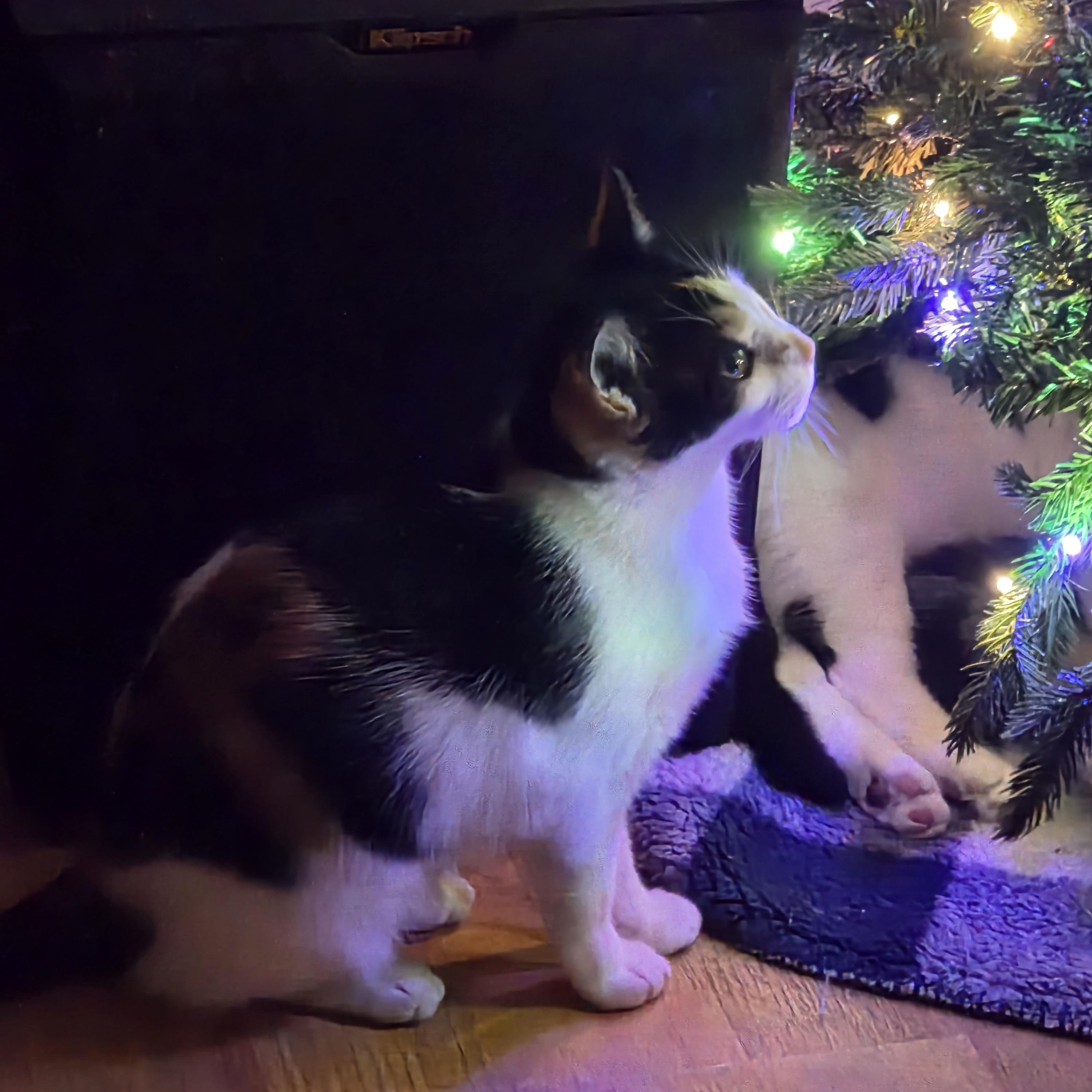 Enlarge Effie, a ADOPTABLE Calico in Richmond, VA image 2/6