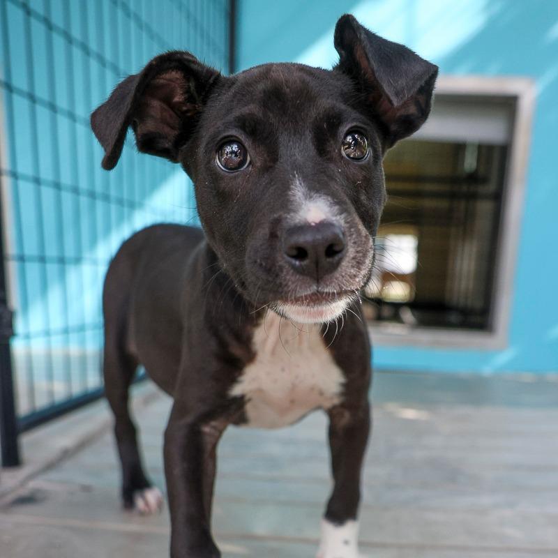 Leslie, a Adoptable Mixed Breed in Bradenton, FL image 1/4
