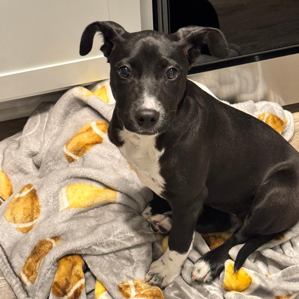 Leslie, Adoptable, Puppy Female Mixed Breed.