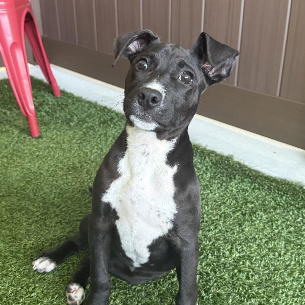 Leslie, a Adoptable Mixed Breed in Bradenton, FL image 3/4