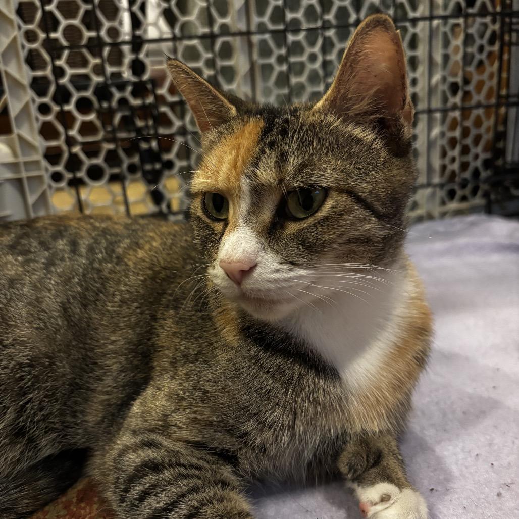 Enlarge Bayway, a Adoptable Domestic Short Hair in Manalapan, NJ image 1/1